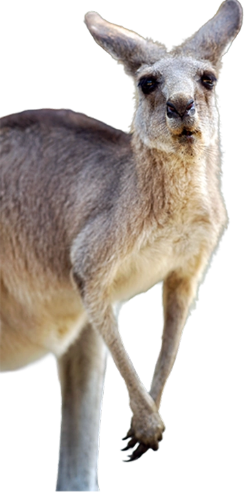 kangaru_01