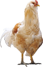 chicken_01