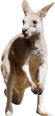 kangaru_02