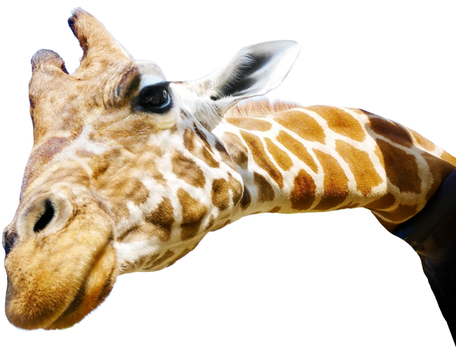 舌を出したキリンのズーム画像