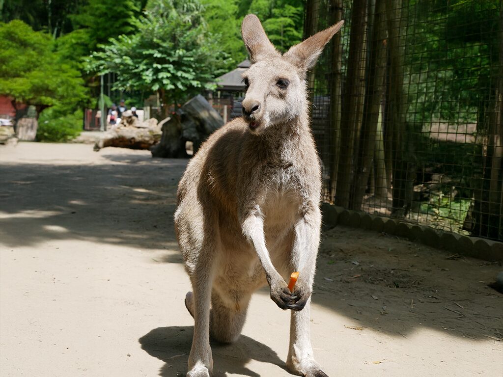 オオカンガルー