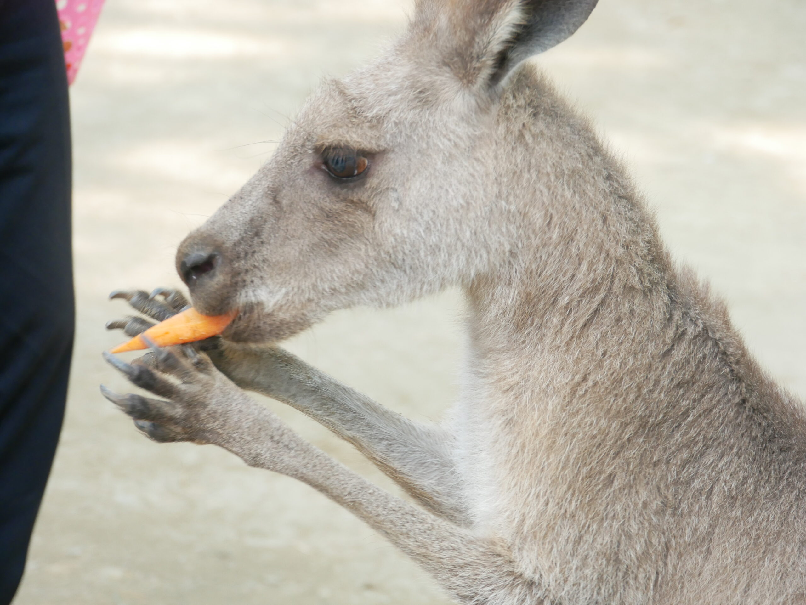 オオカンガルー