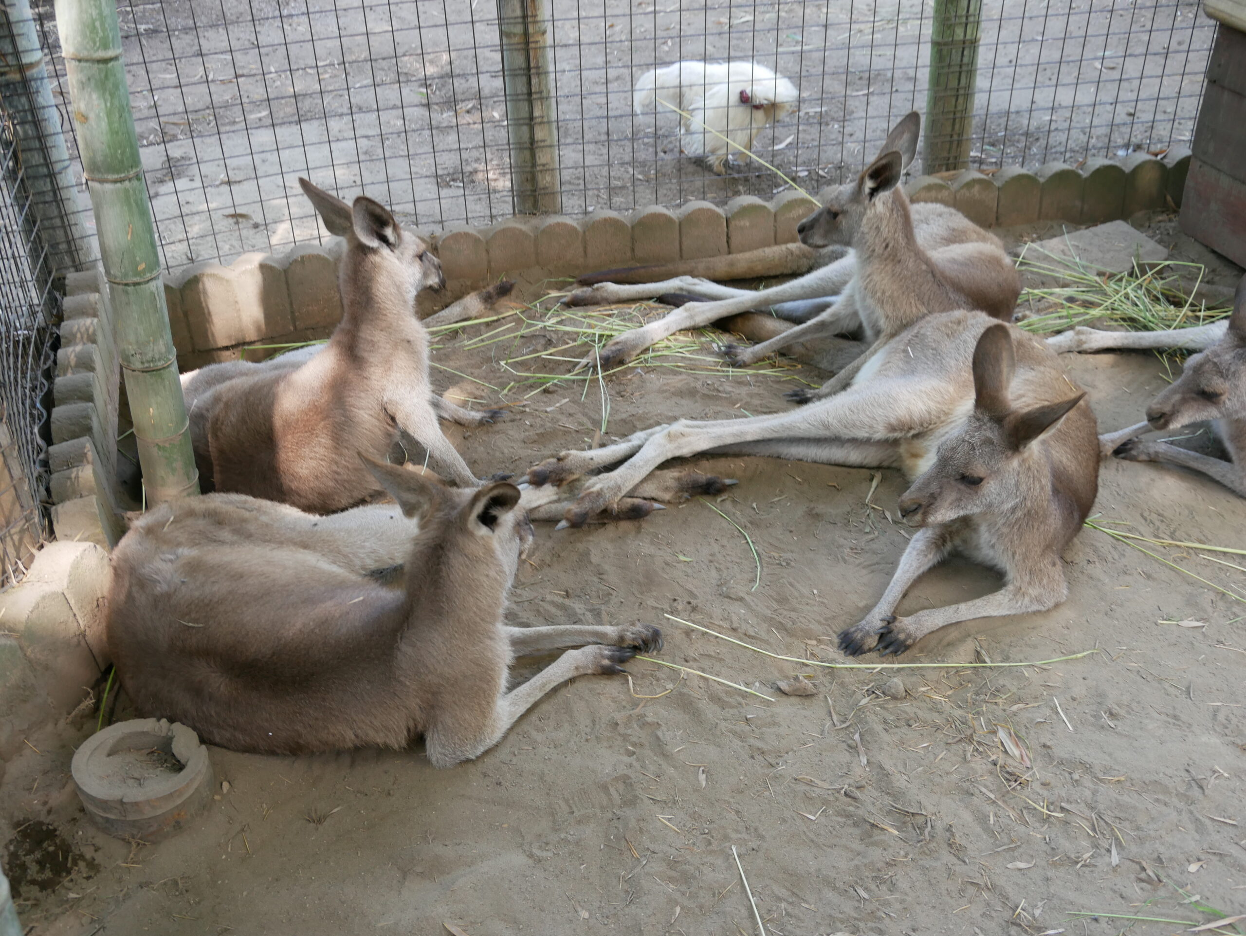 オオカンガルー