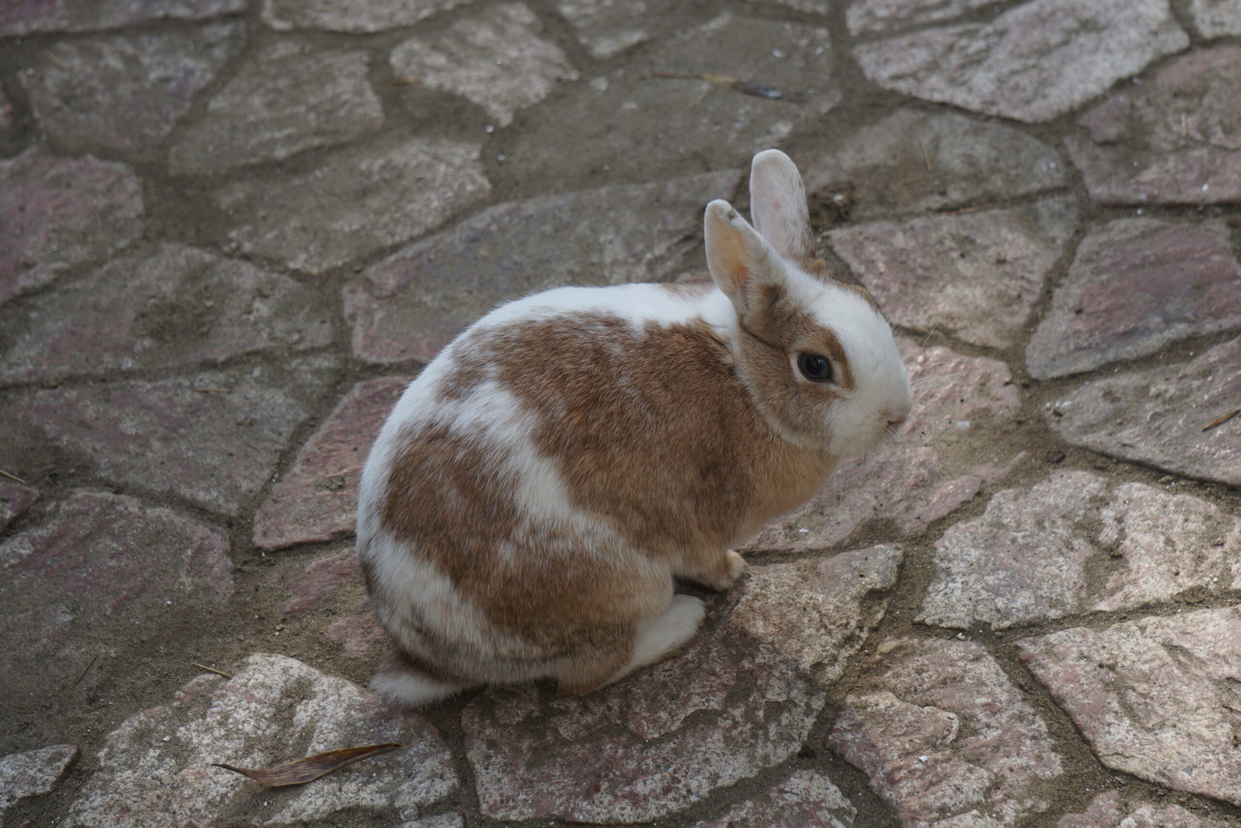 おいかけないで