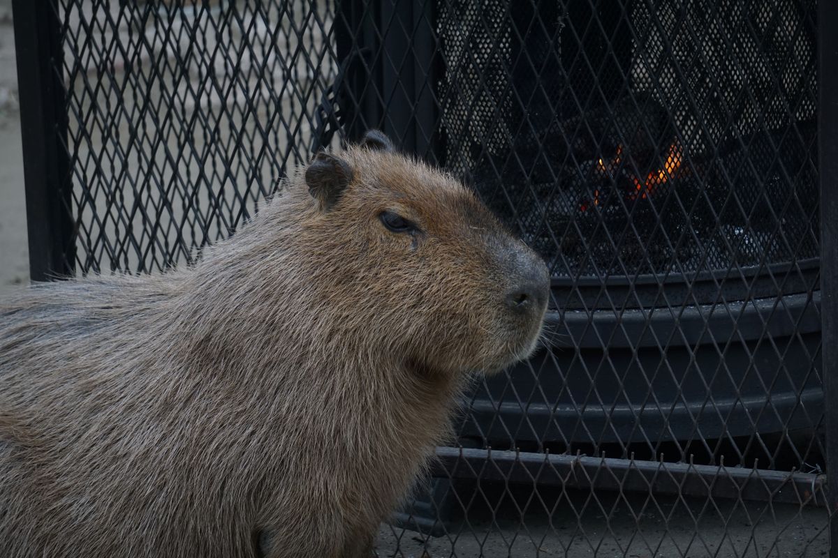 カピバラ