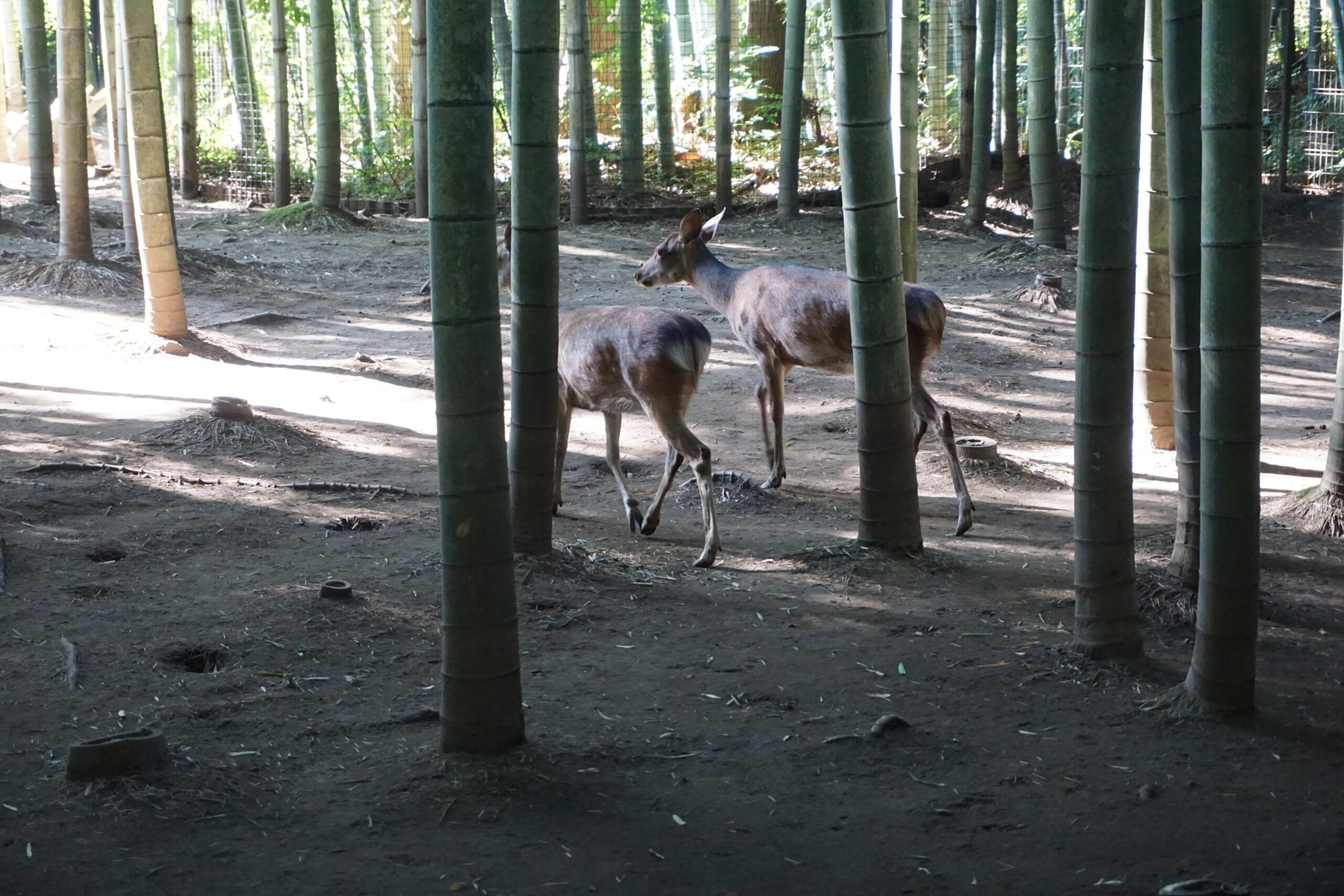 おいかけないで