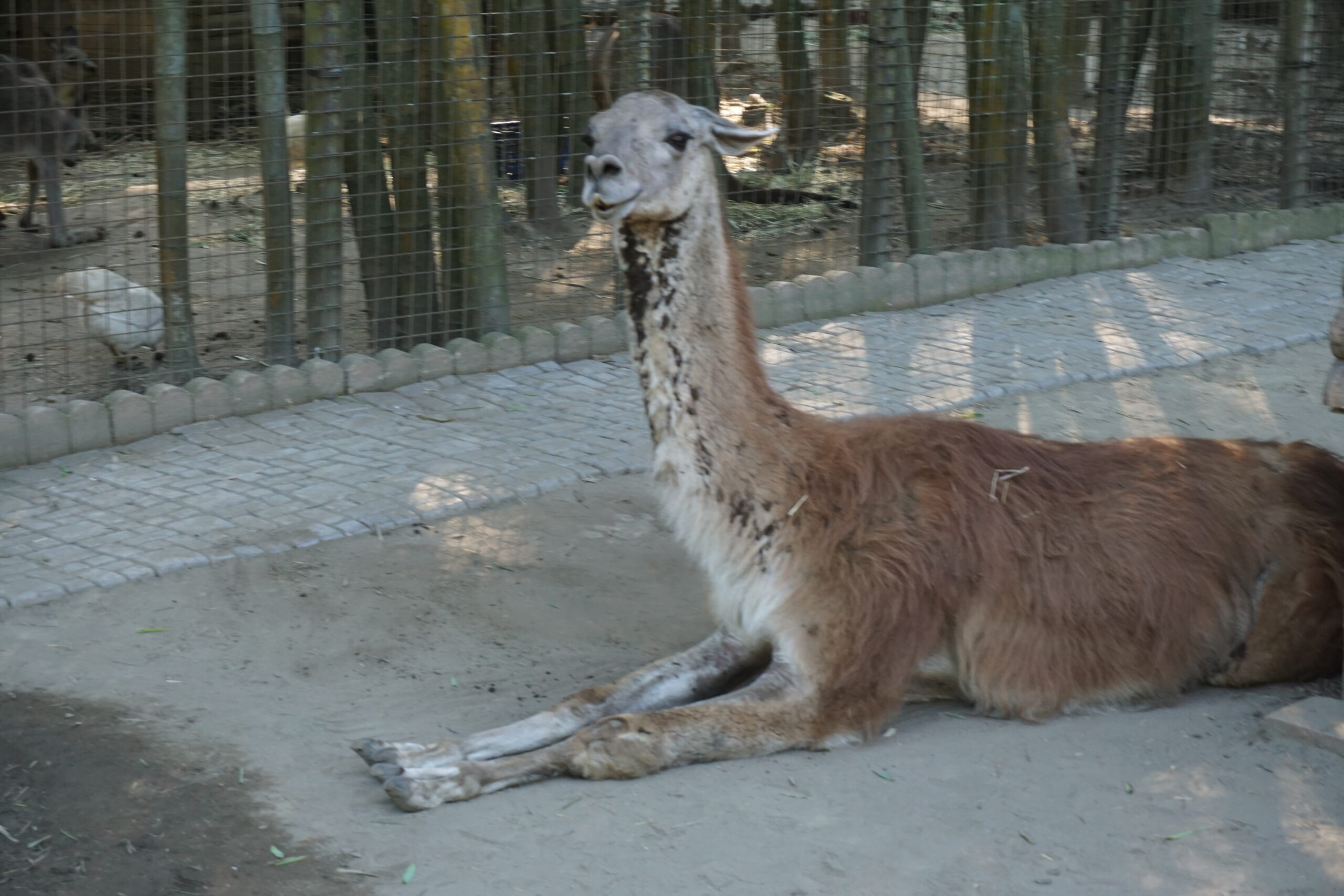 きげんが わるいときは ちかづかないで