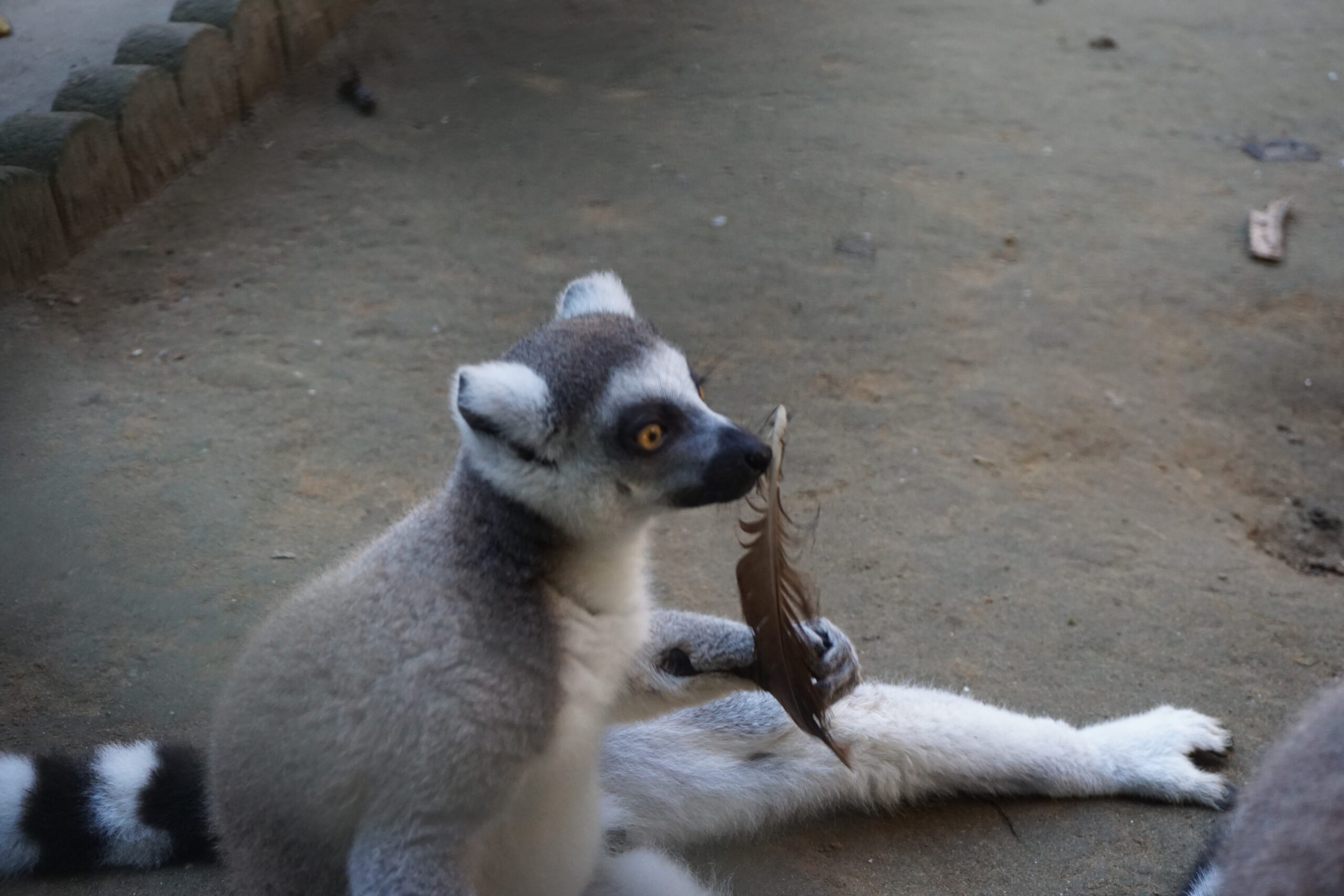 ワオキツネザル
