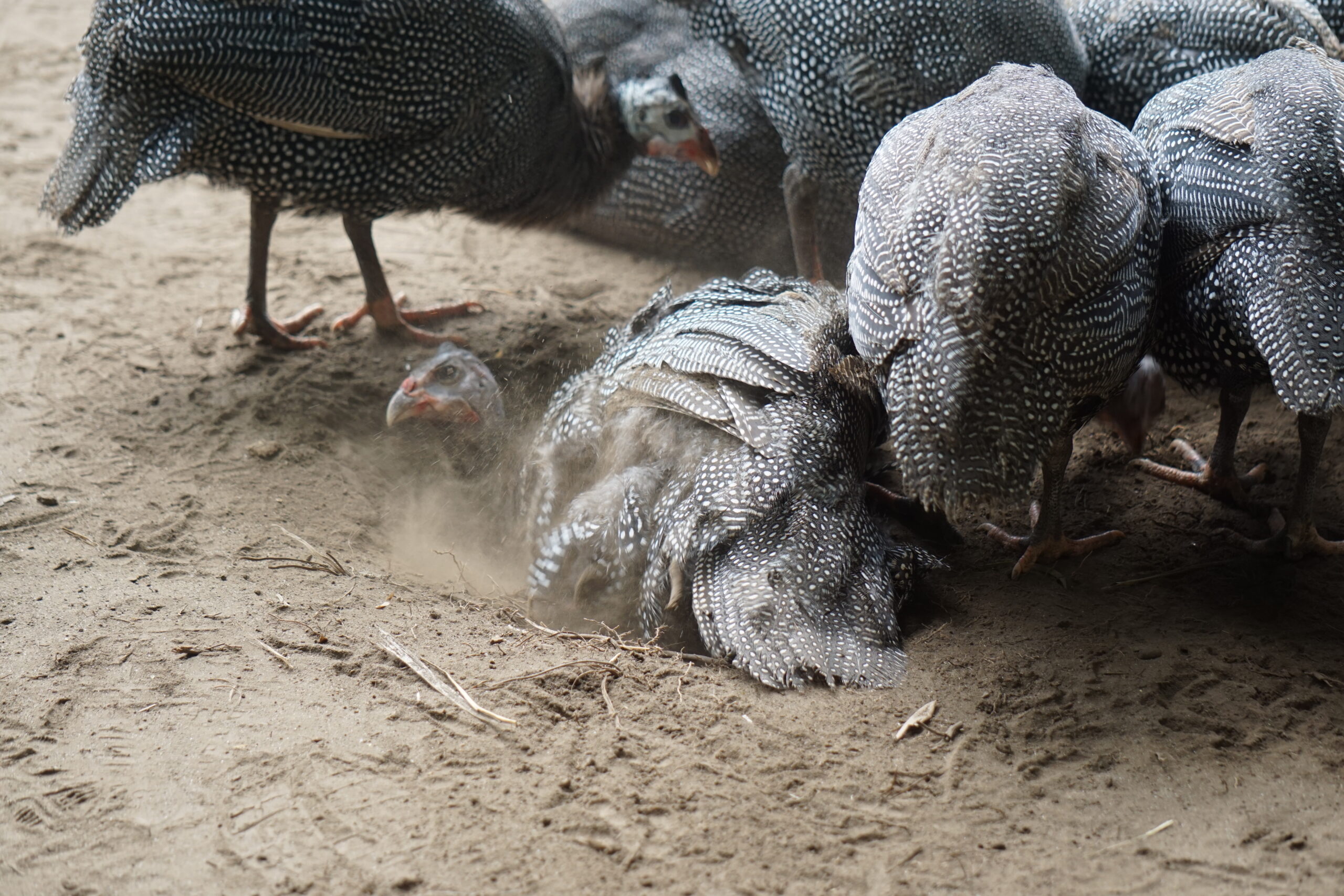 ホロホロチョウ