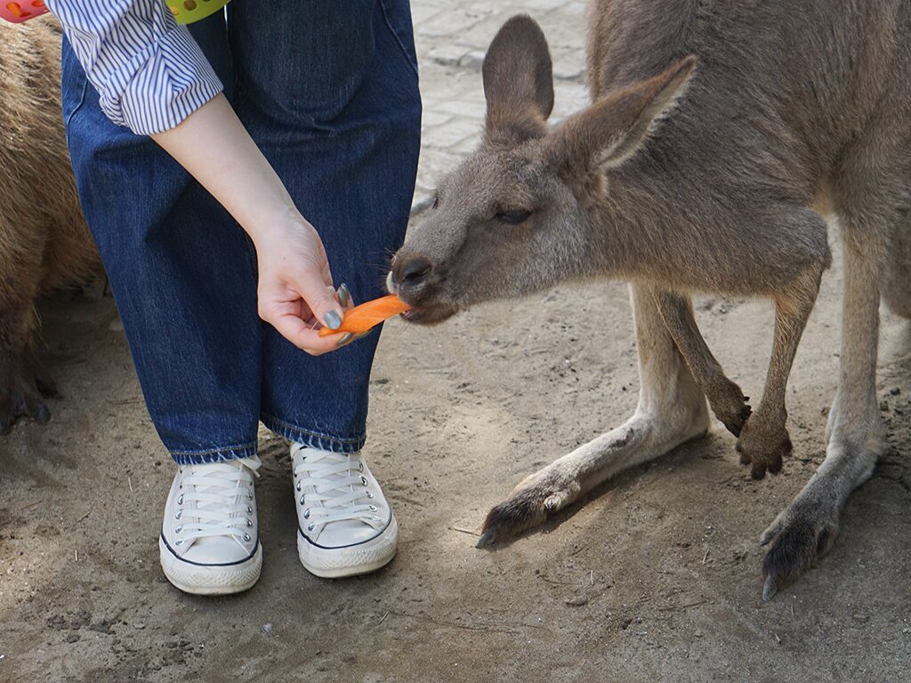 オオカンガルー