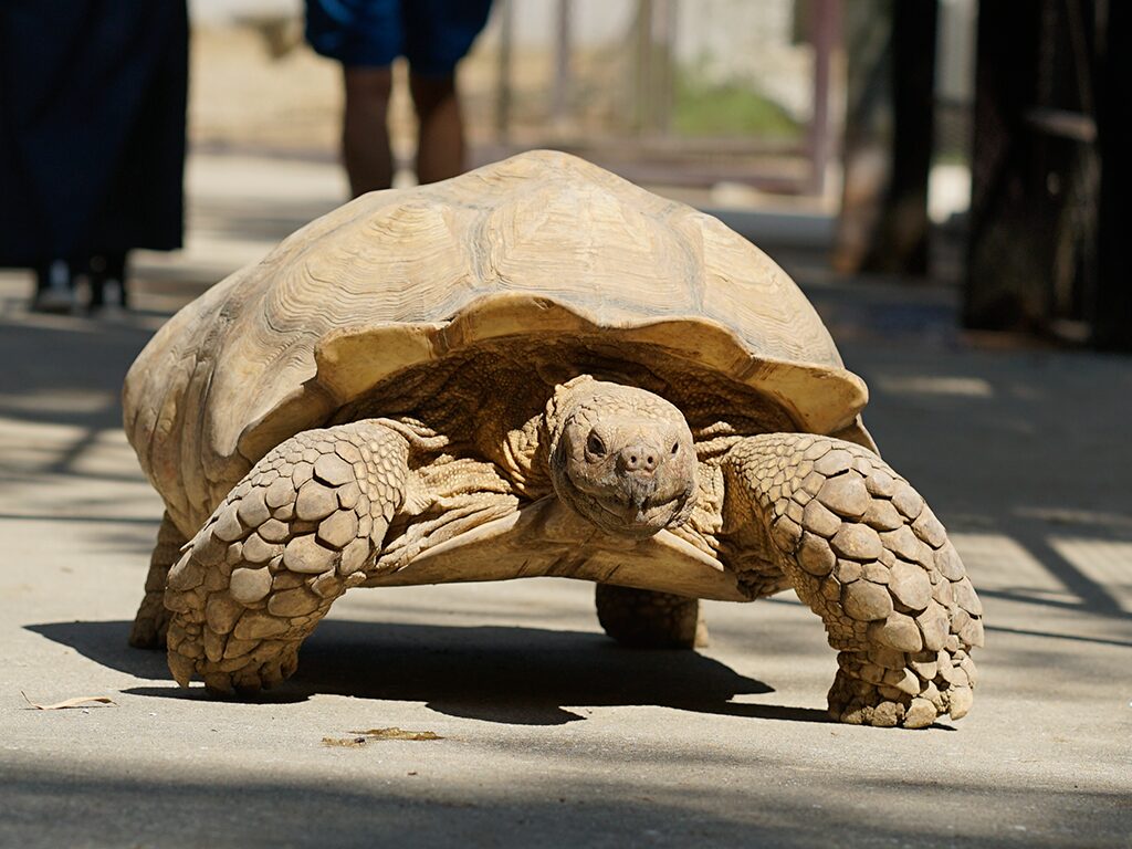 ケヅメリクガメ