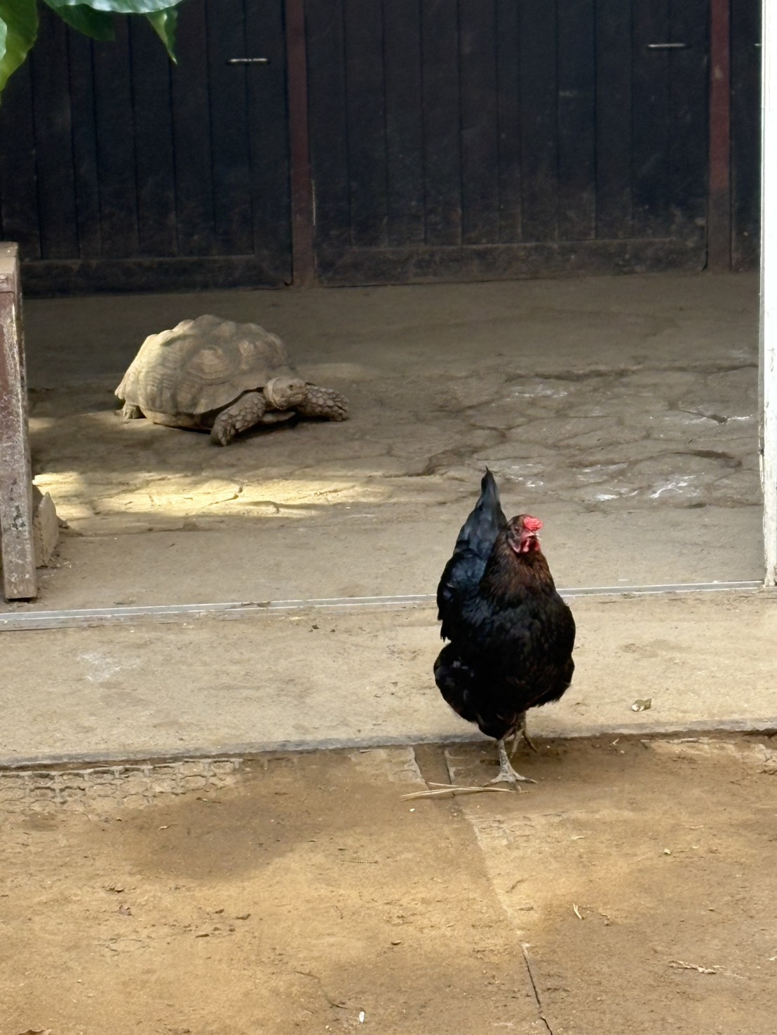 ケヅメリクガメ