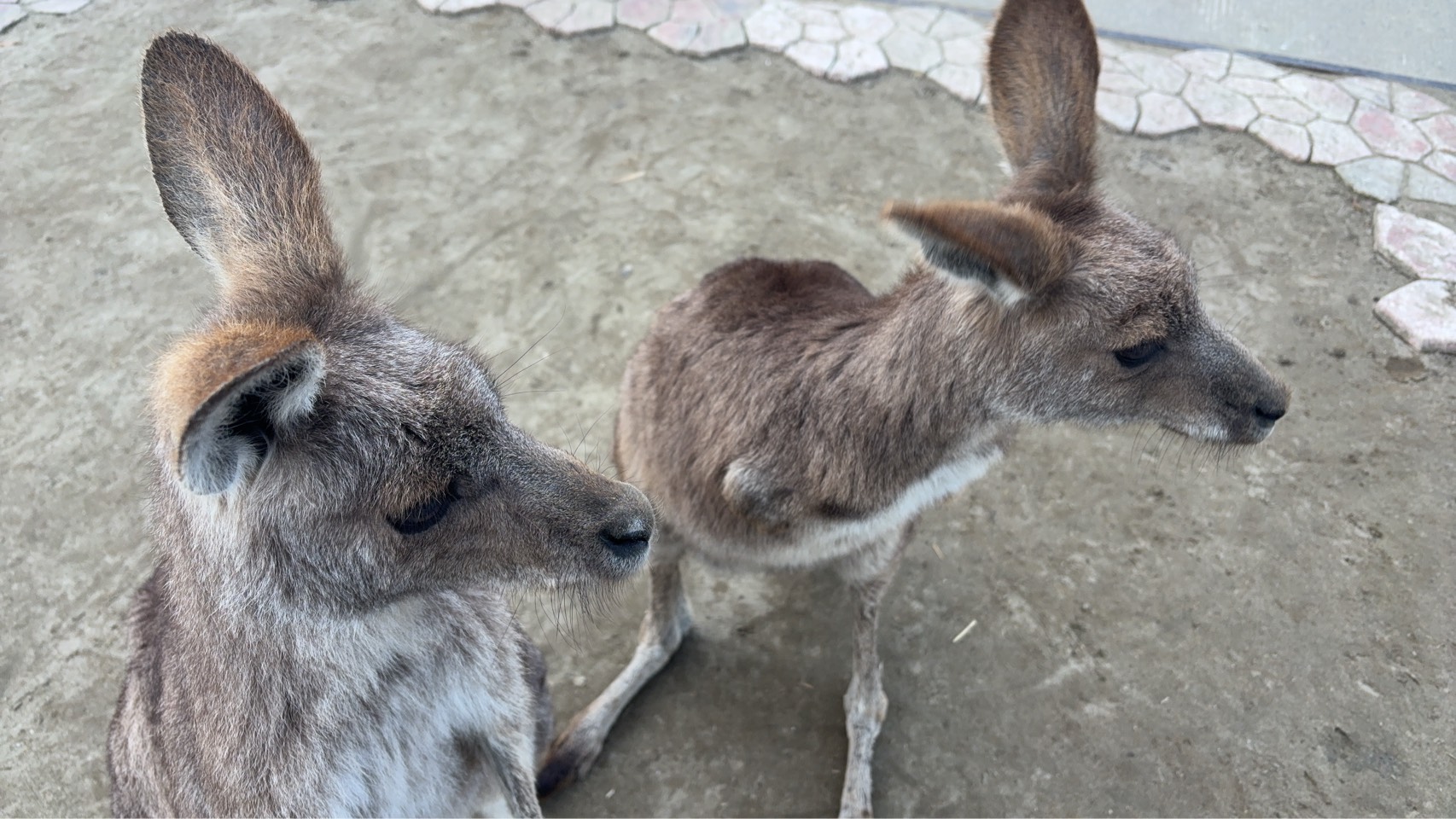 オオカンガルー