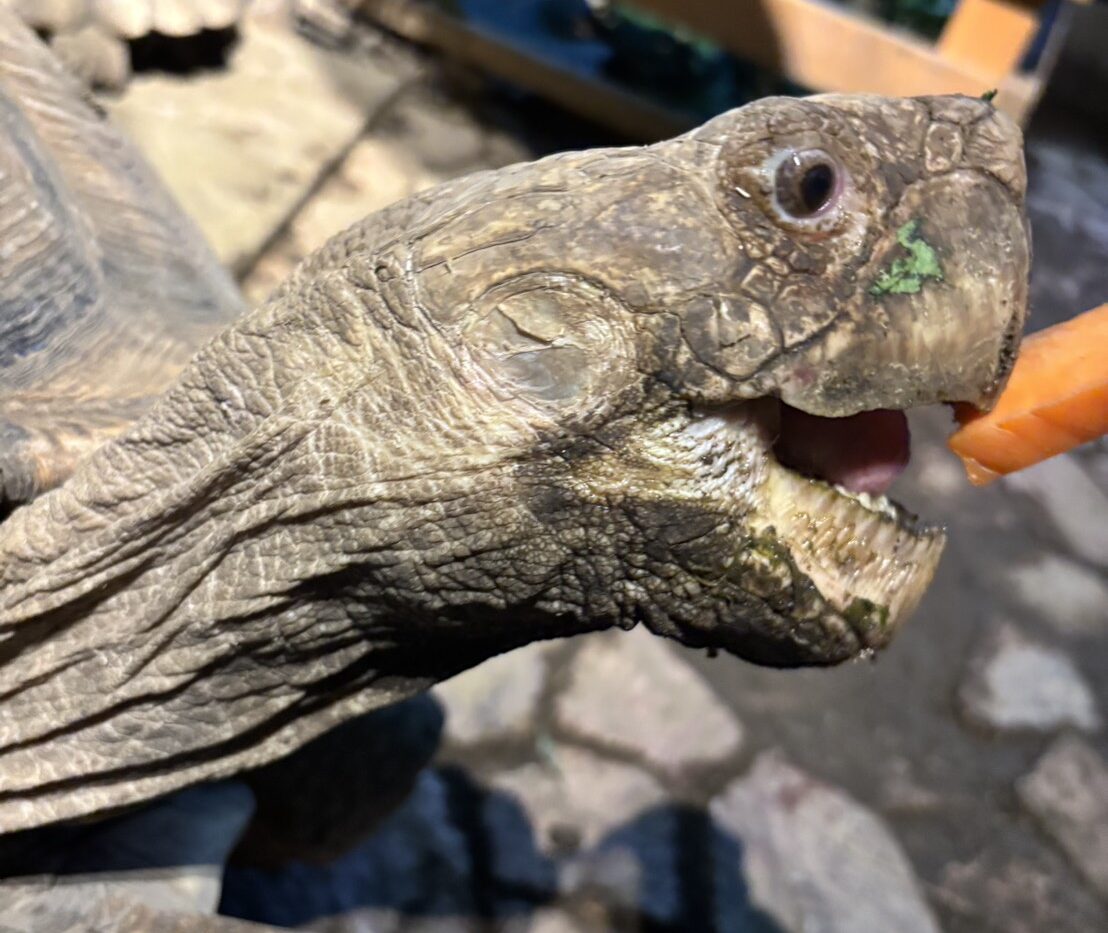 おやつは ちぎらず そのままで