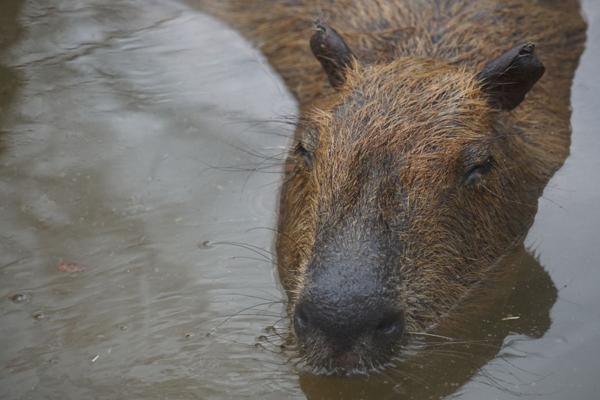 カピバラ