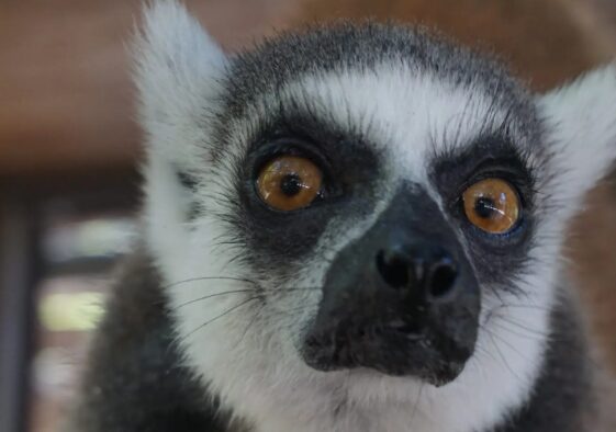 ワオキツネザル