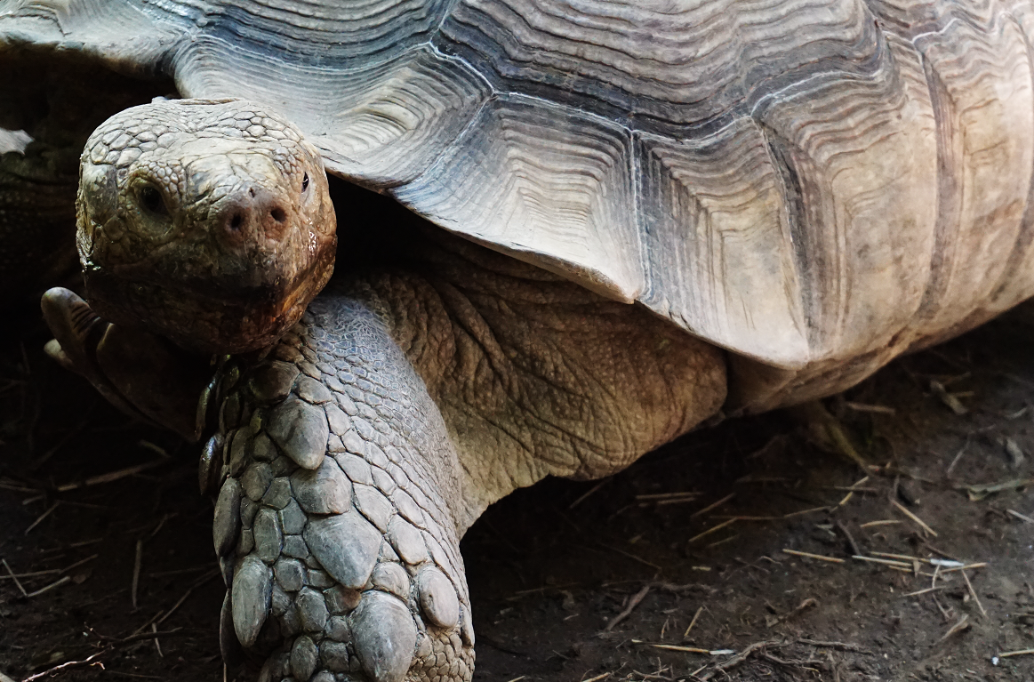 ケヅメリクガメ