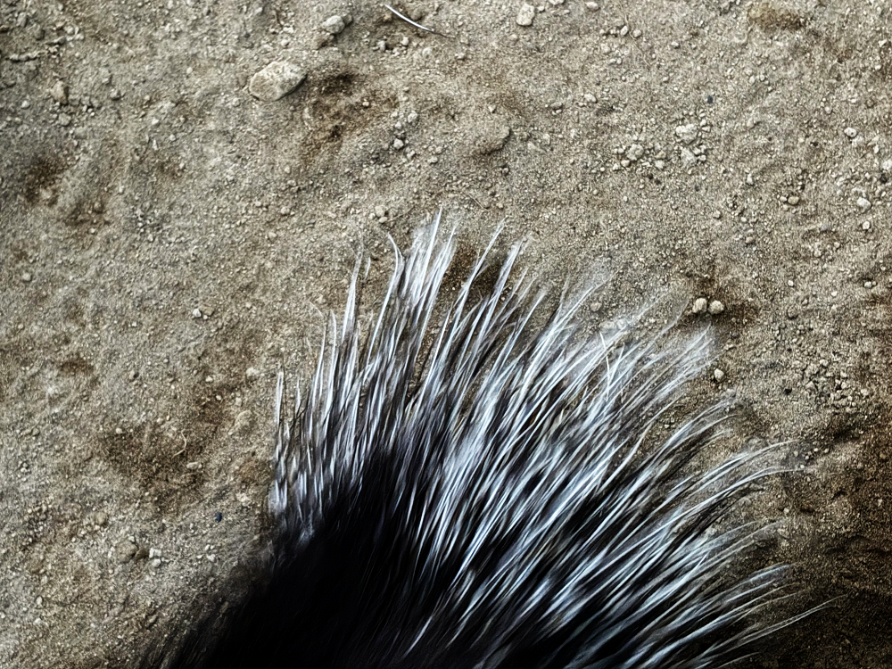 インドタテガミヤマアラシ