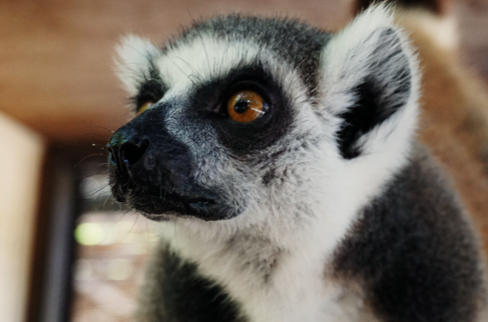 ワオキツネザル