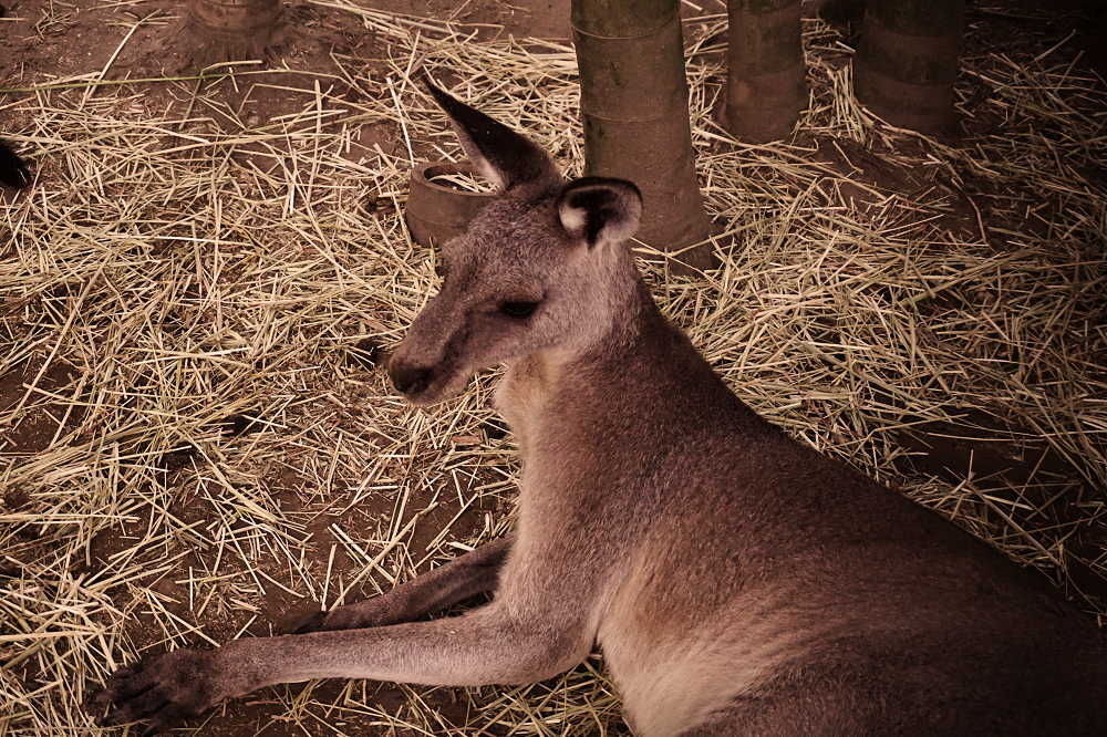 オオカンガルー