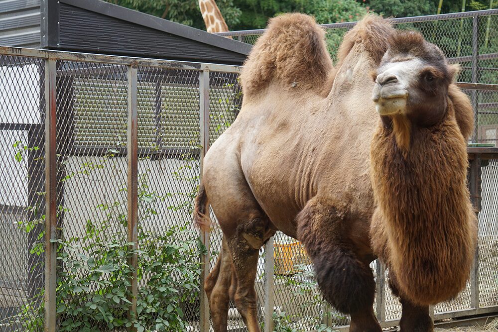 フタコブラクダ