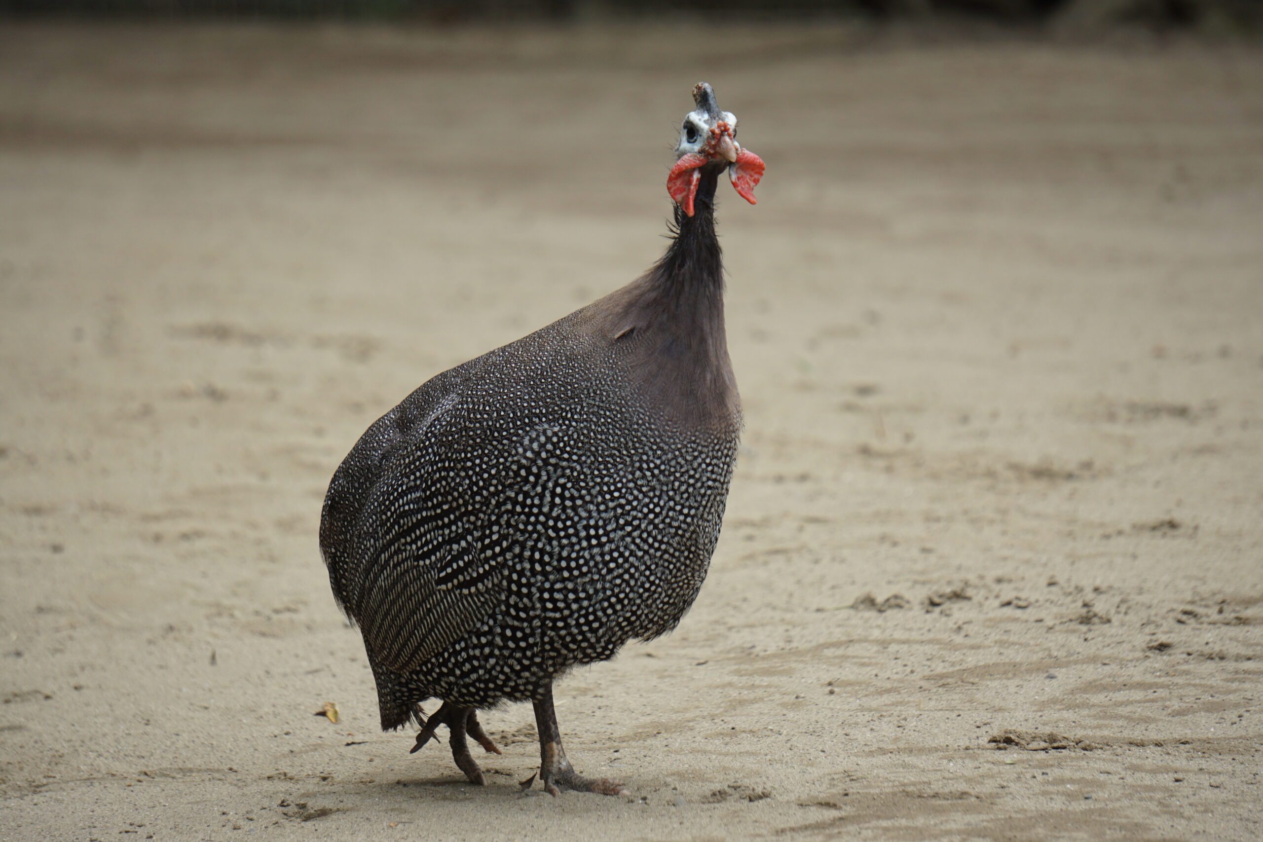 ホロホロチョウ