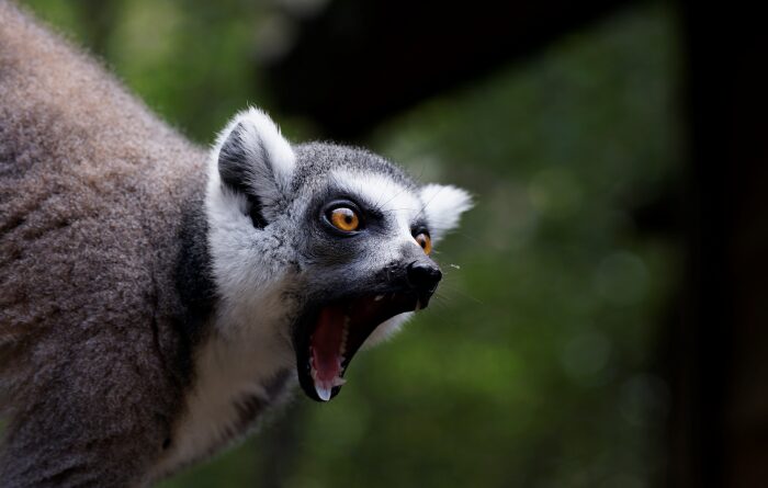 くちもとに ちゅうい！