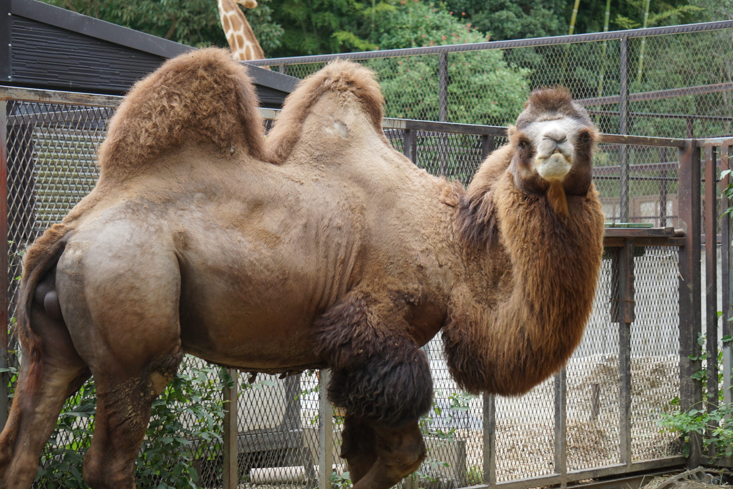 フタコブラクダ