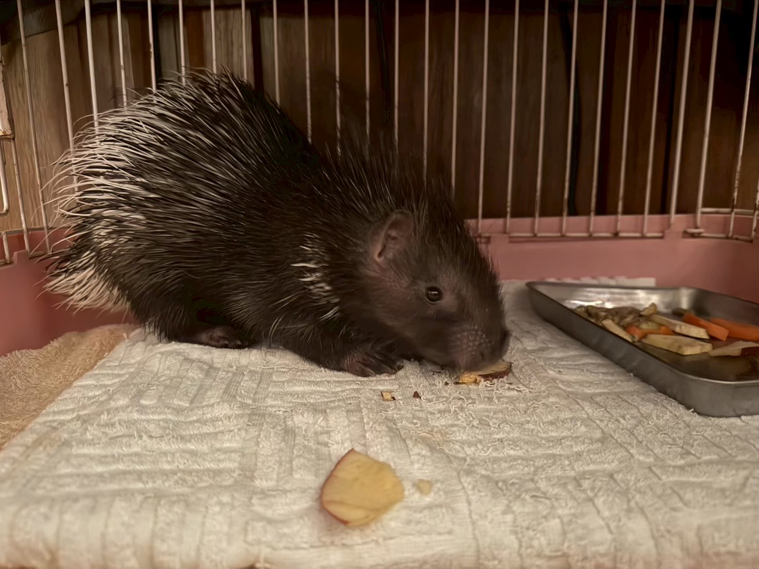 インドタテガミヤマアラシ