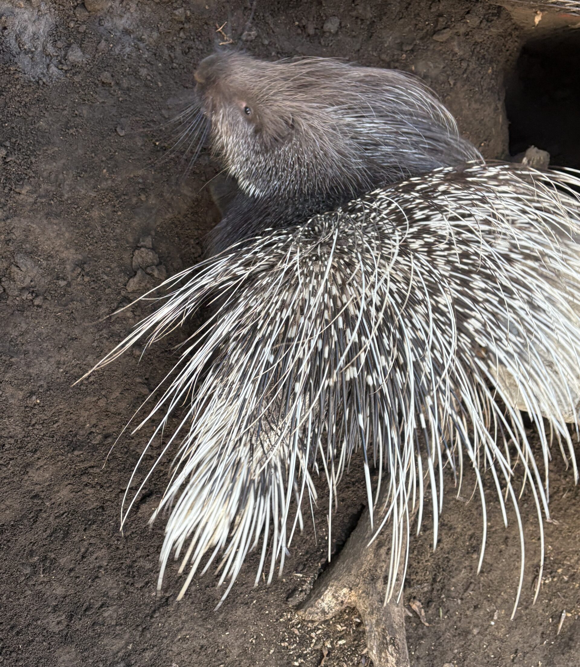 インドタテガミヤマアラシ