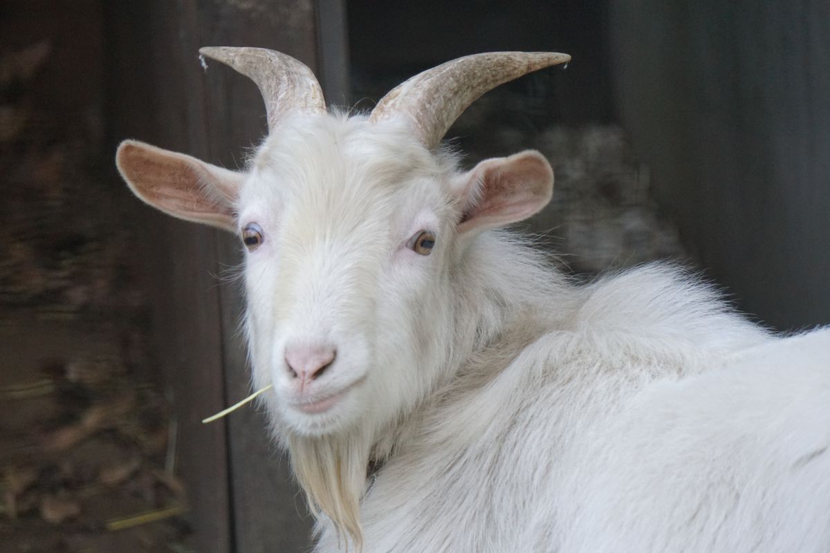 ヤギ