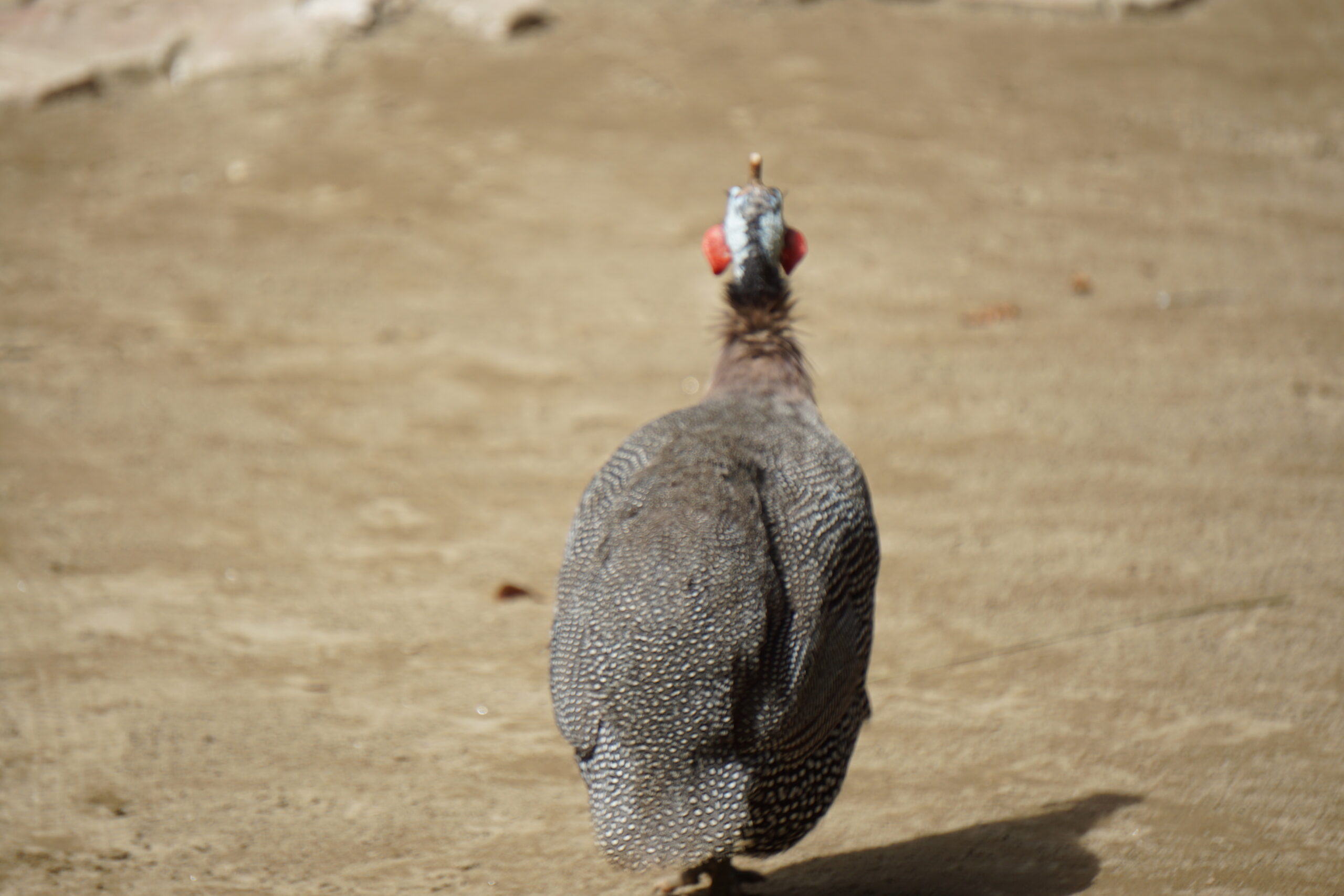ホロホロチョウ