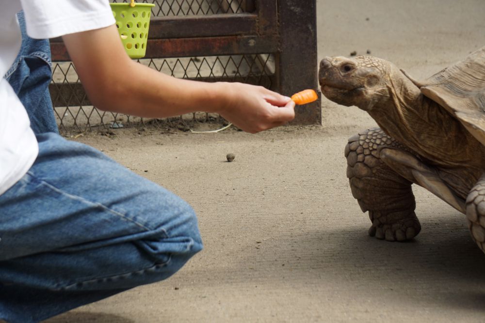 おとなが おやつを あげる