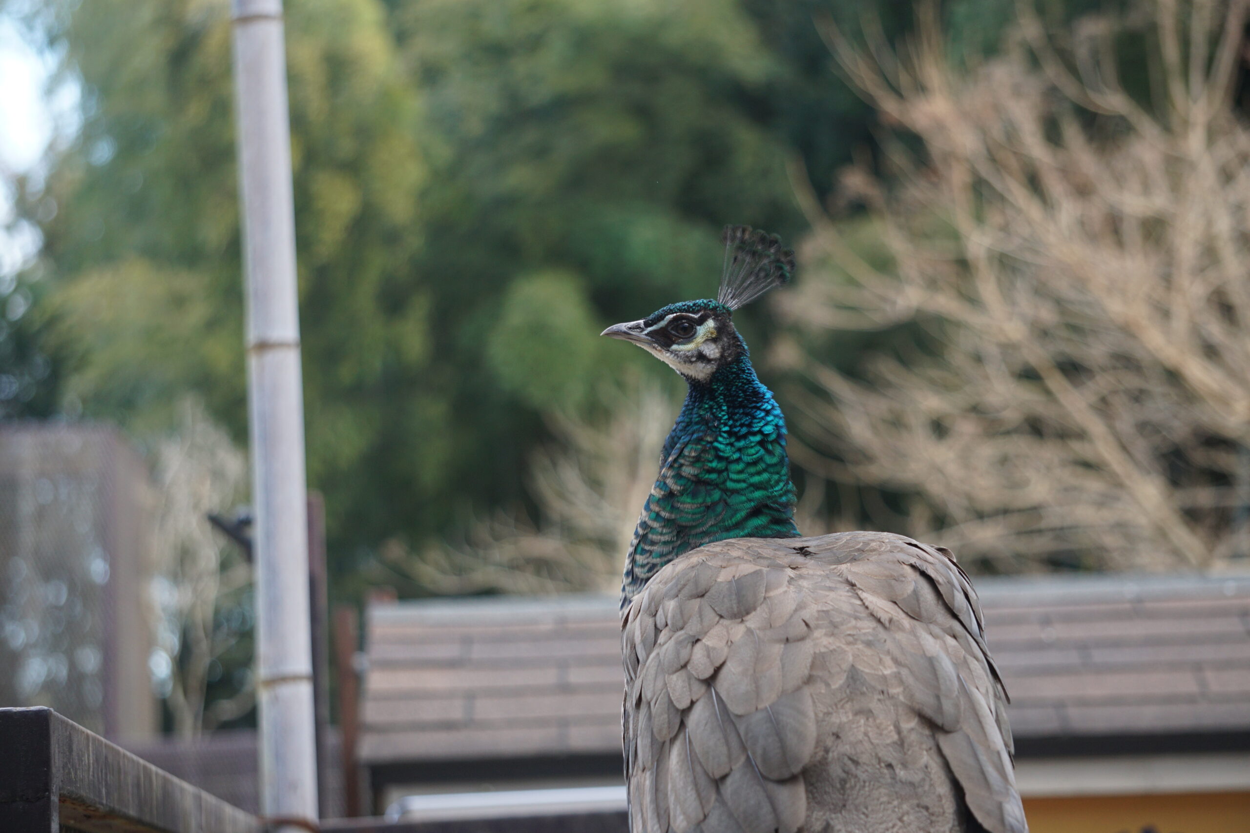 インドクジャク