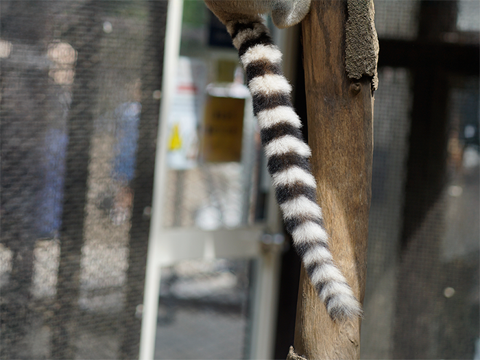 シッポを つかまない