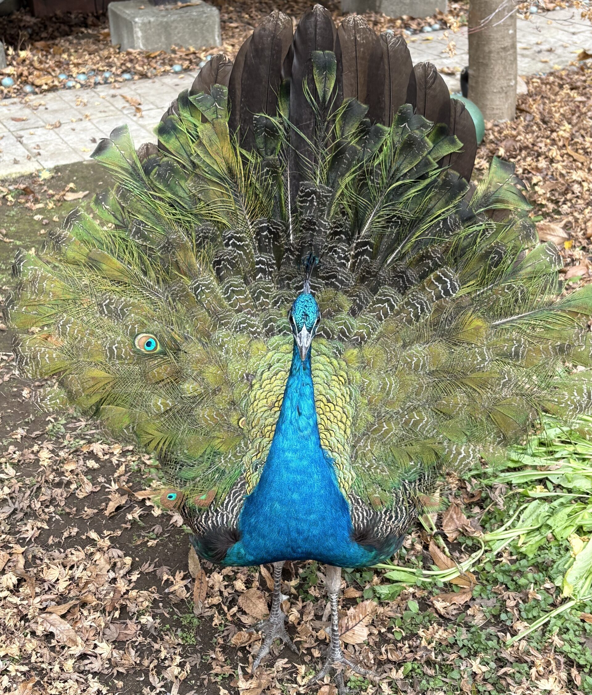 インドクジャク