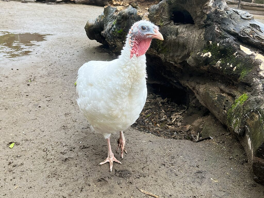 シチメンチョウ
