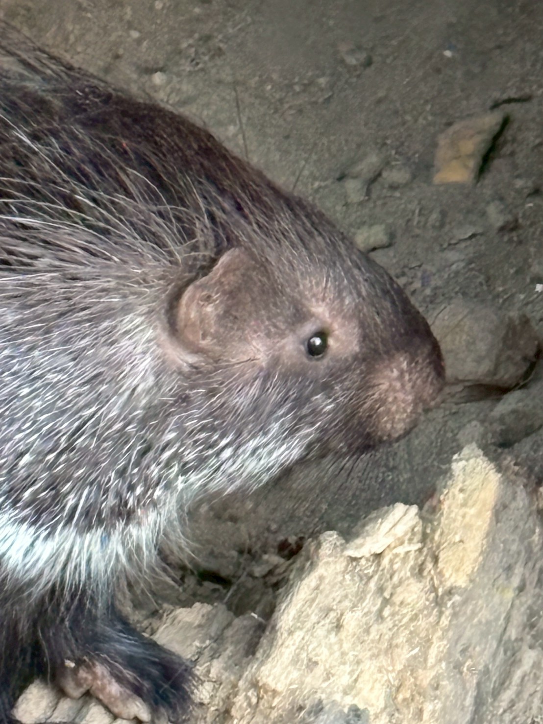 インドタテガミヤマアラシ