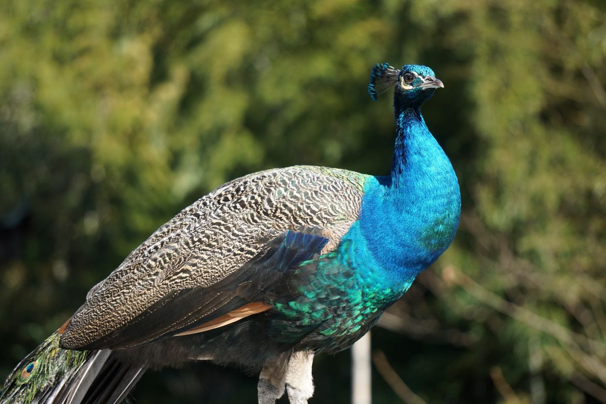 インドクジャク