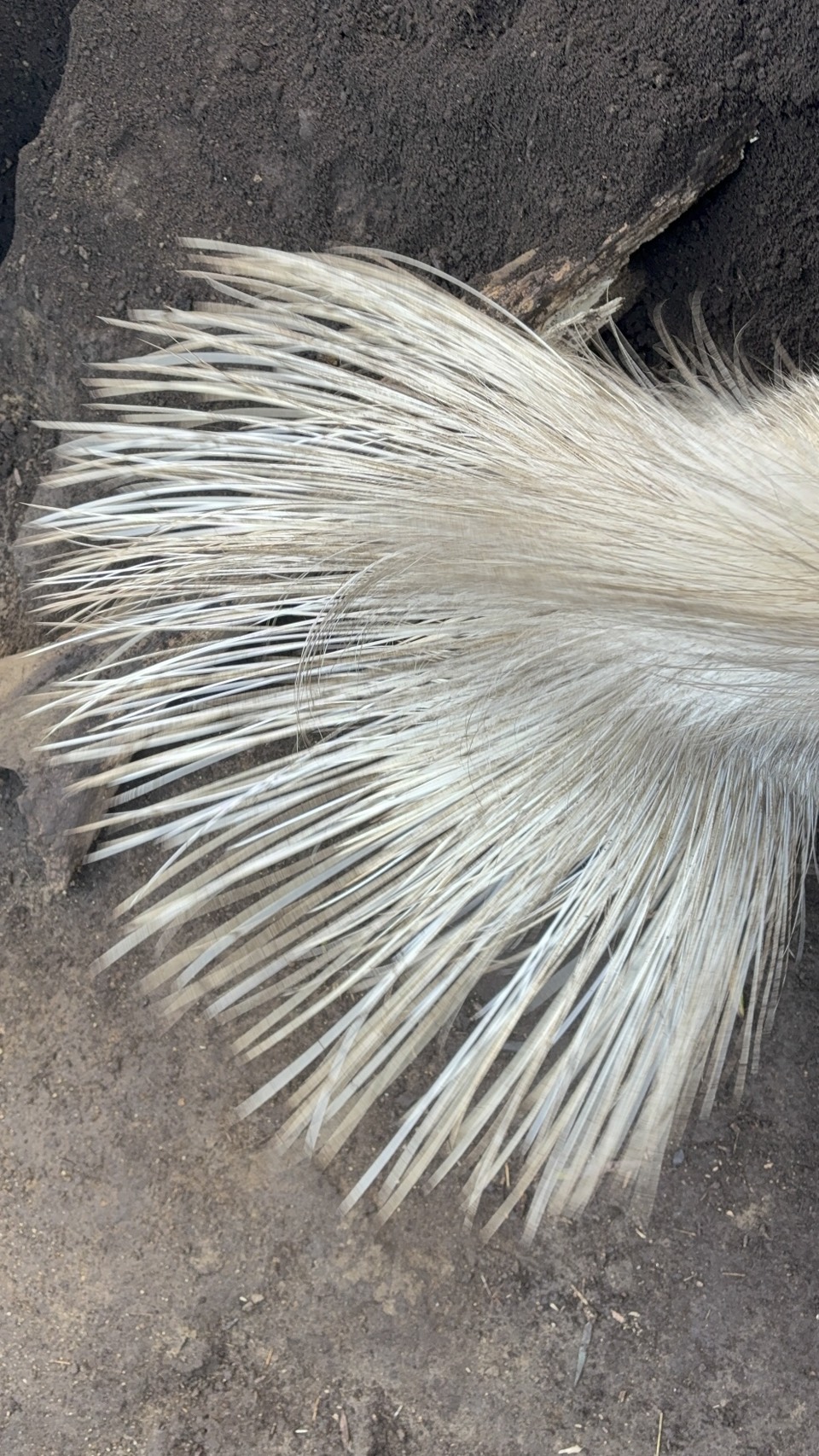 インドタテガミヤマアラシ