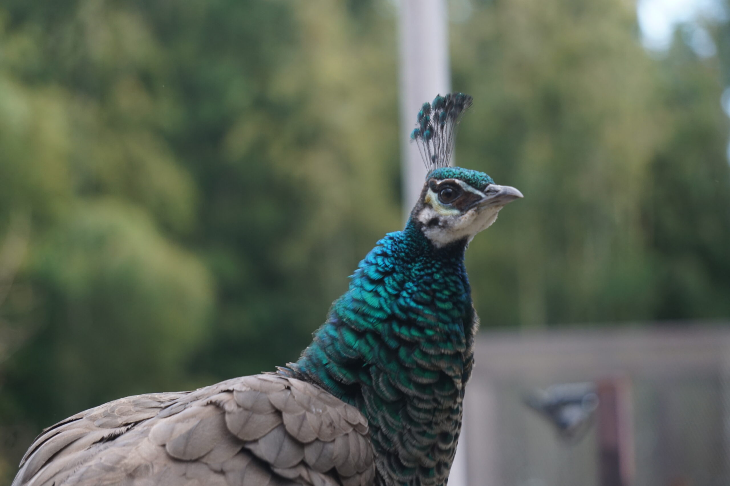 インドクジャク