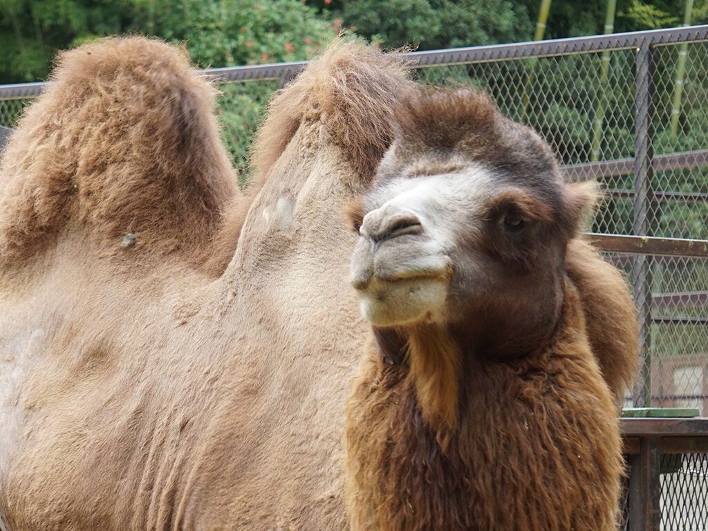 フタコブラクダ | サユリワールド｜究極のふれあい動物園｜アニマル