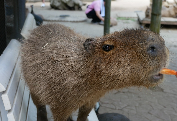 カピバラ