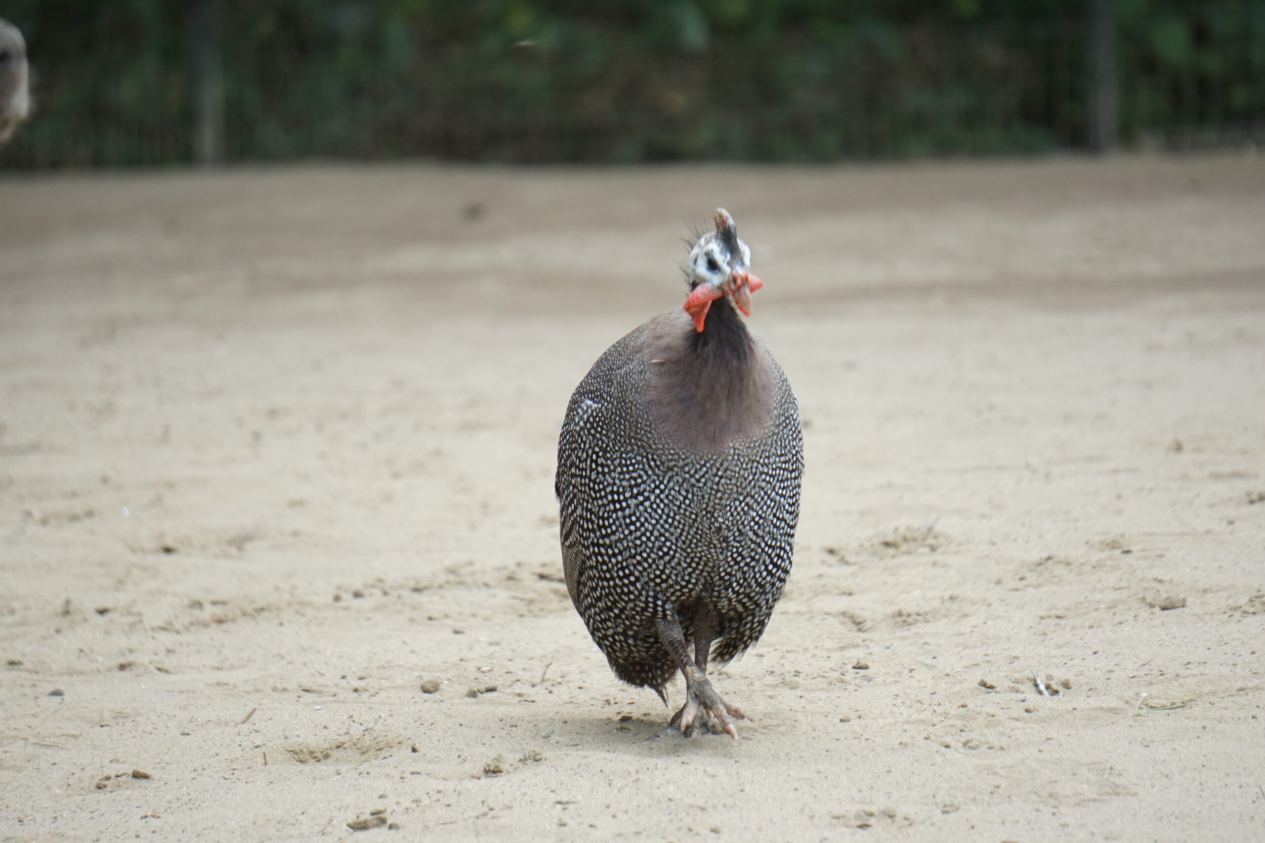 ホロホロチョウ