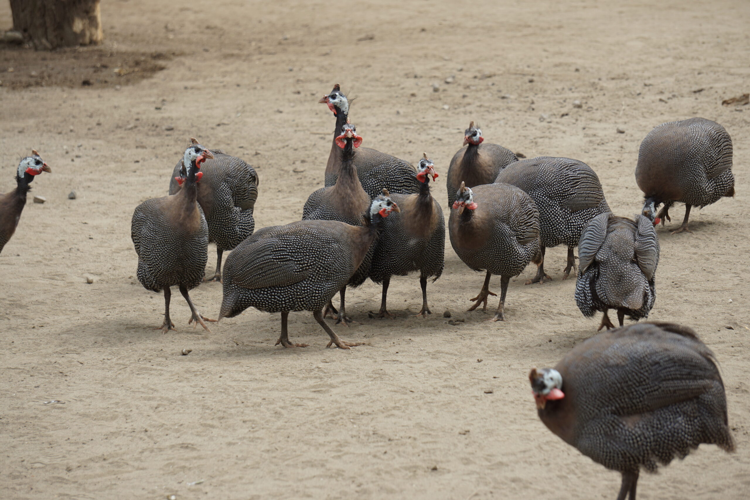 ホロホロチョウ