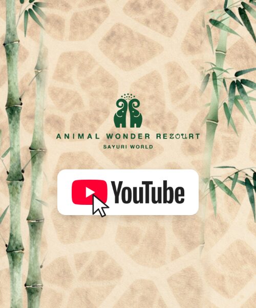 公式YOUTUBE